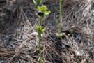 Ophrys israelitica